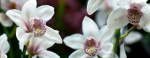 orchid-show-st-louis
